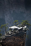 山峰顶的松树