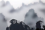 迷雾森林