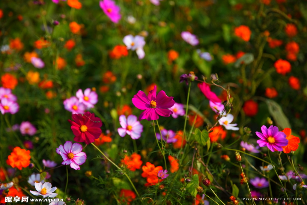 格桑花