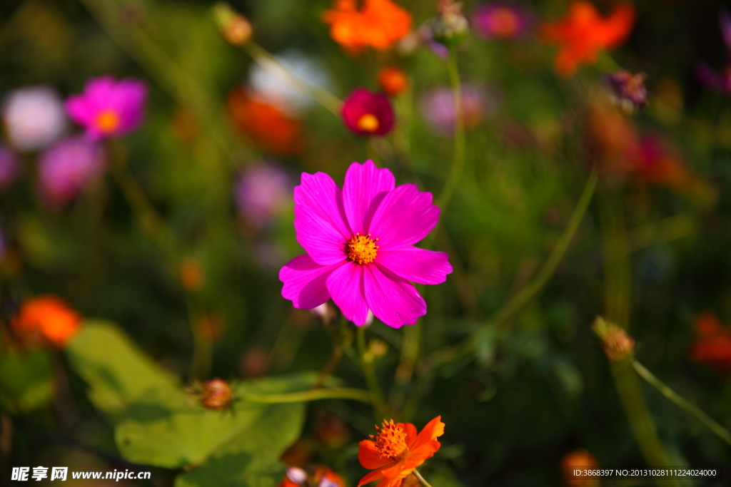 格桑花