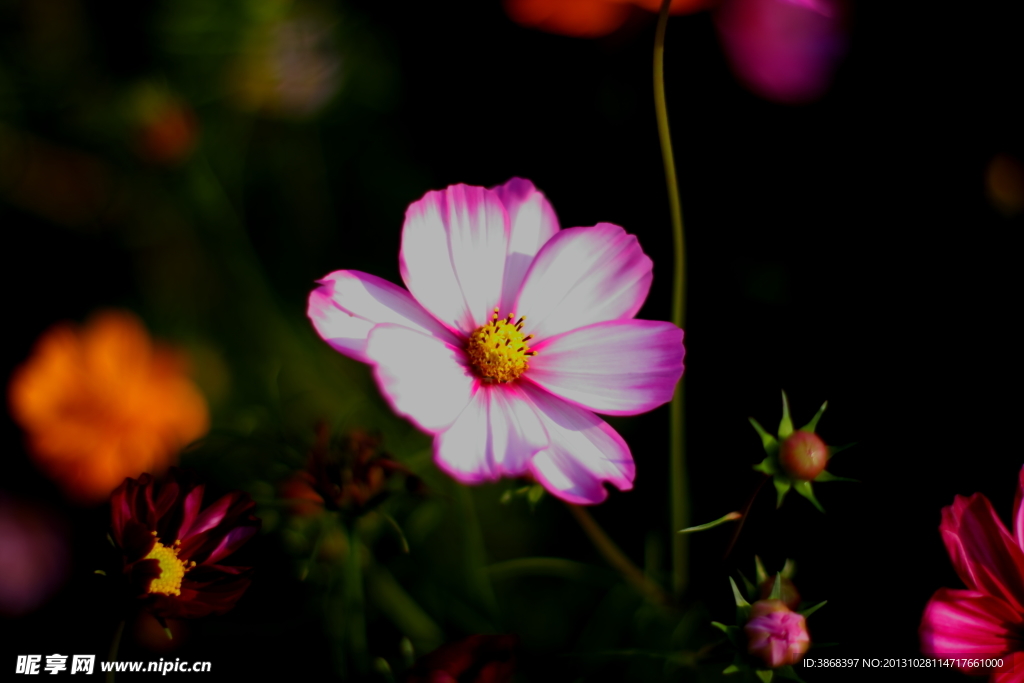 格桑花