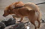 金毛 大型犬 爱宠
