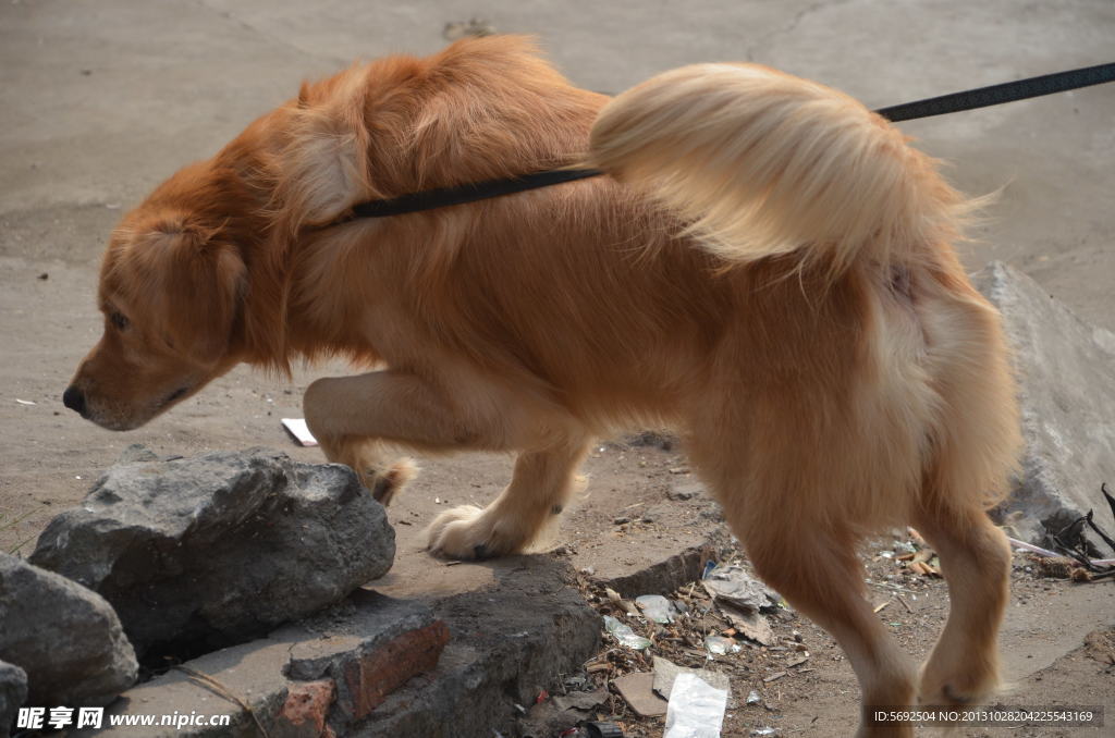 金毛 大型犬 爱宠