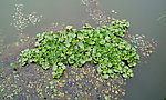水生植物