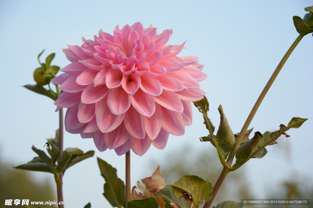 萝贝贝花