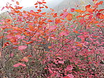 少室山红叶