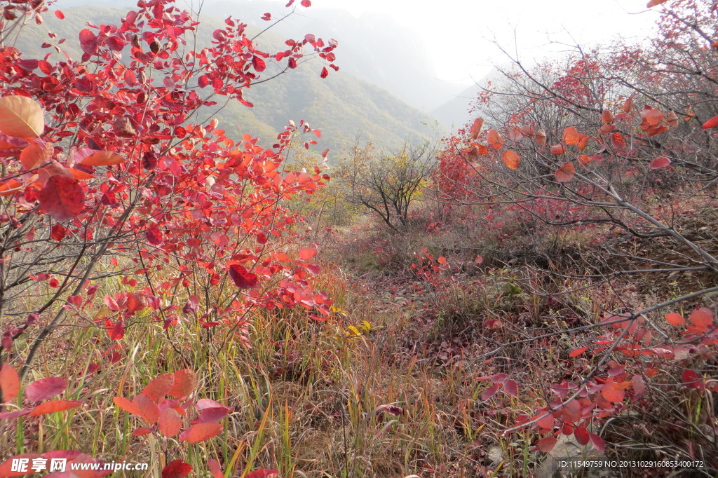 嵩山红叶