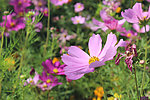 格桑花