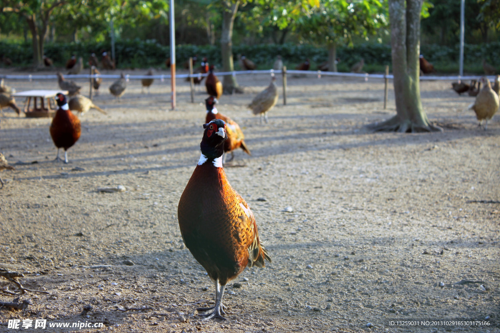 野鸡