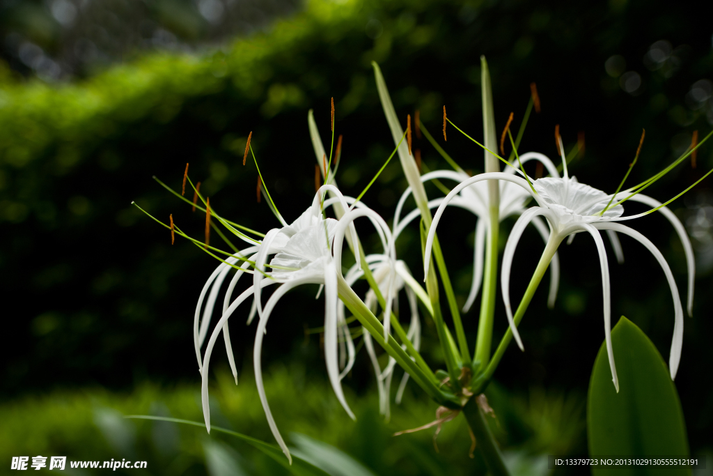 白花