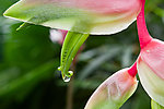 花瓣 水滴