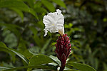 百花紫茎