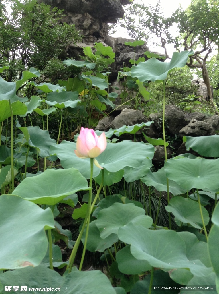 荷花