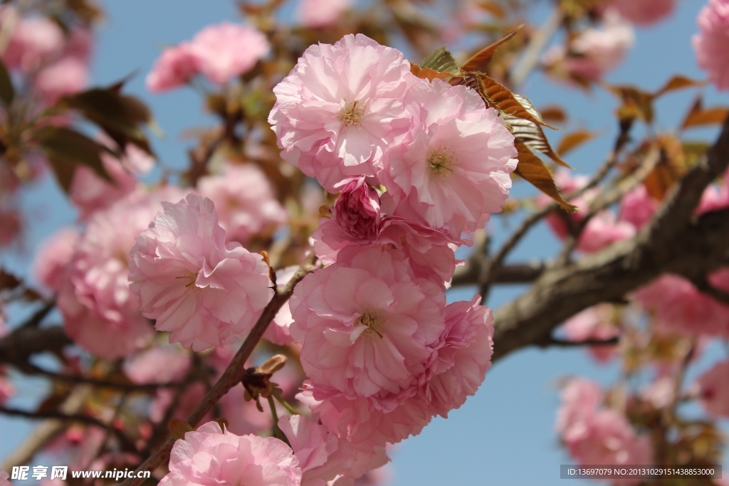 樱花