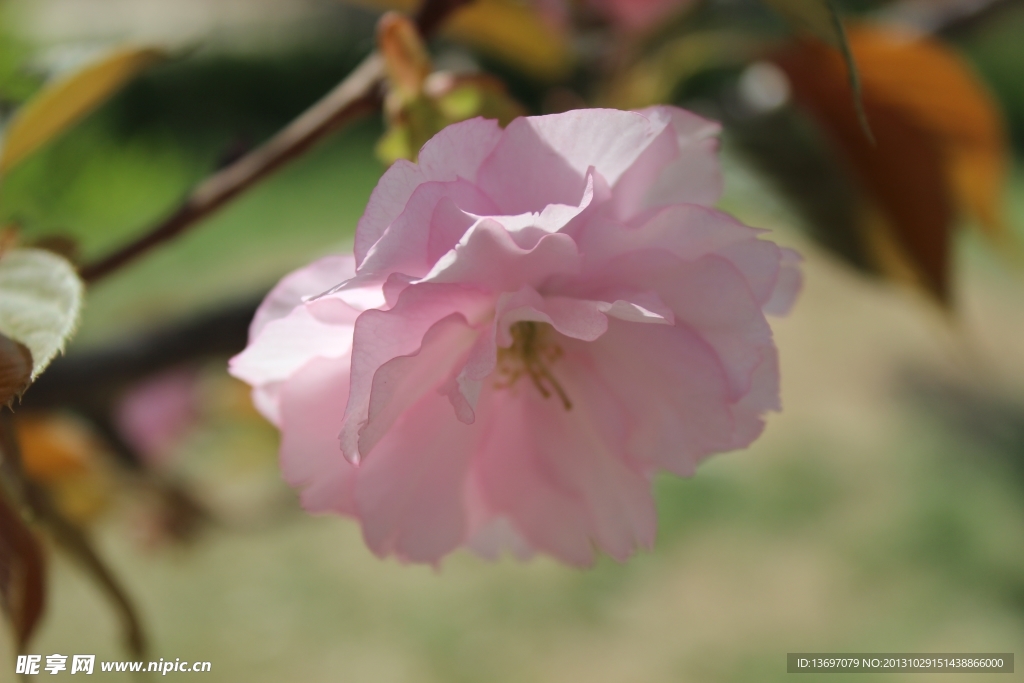 樱花