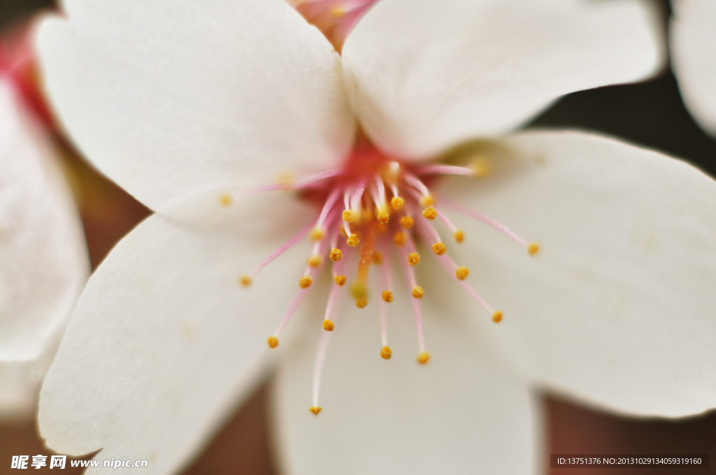 樱花特写