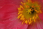 雨后花蕊