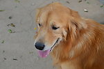 金毛 大型犬 爱宠