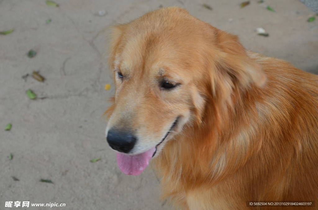 金毛 大型犬 爱宠