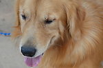 金毛 大型犬 爱宠