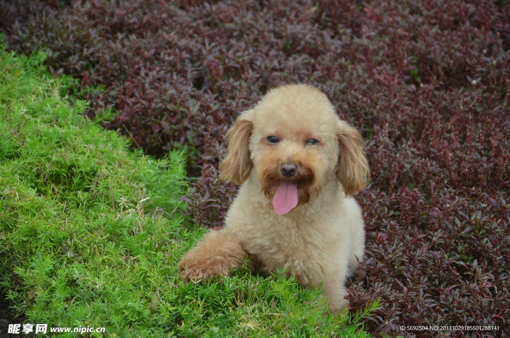 小型犬 泰迪 爱宠