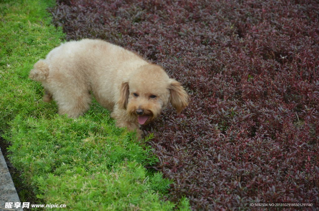 小型犬 泰迪 爱宠