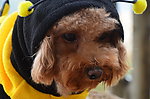 小型犬 泰迪 爱宠