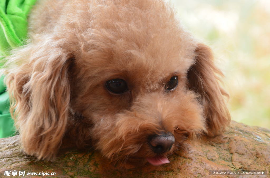 小型犬 泰迪 爱宠