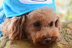 小型犬 泰迪 爱宠
