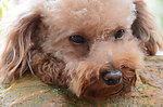 小型犬 泰迪 爱宠