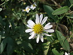 小白花 照片
