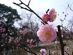 桃花图片