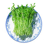 豌豆苗