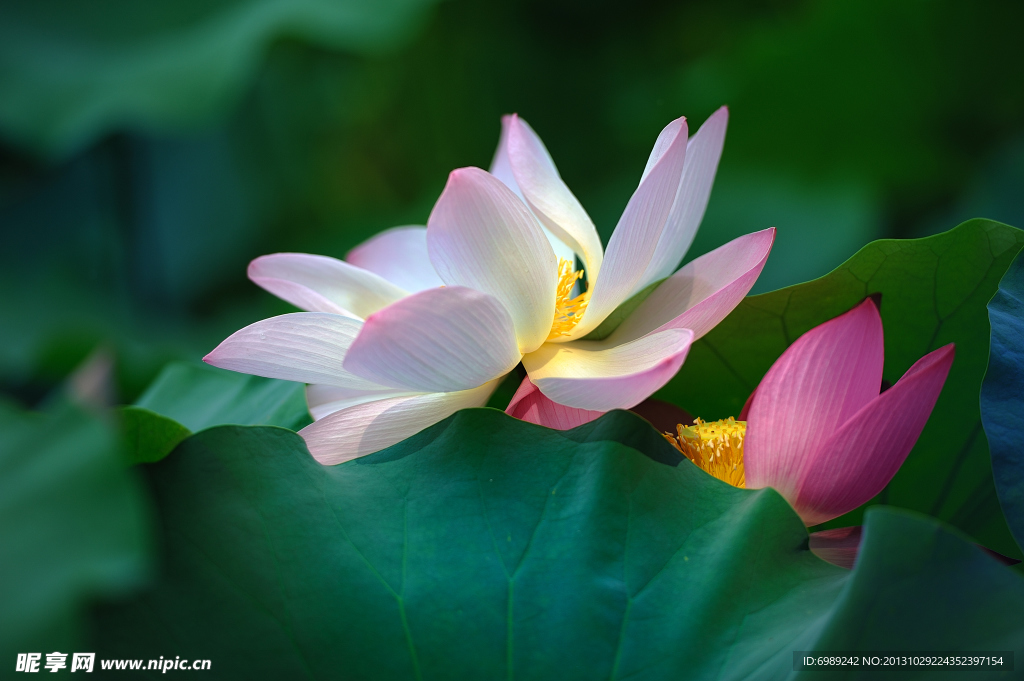 荷花 莲花