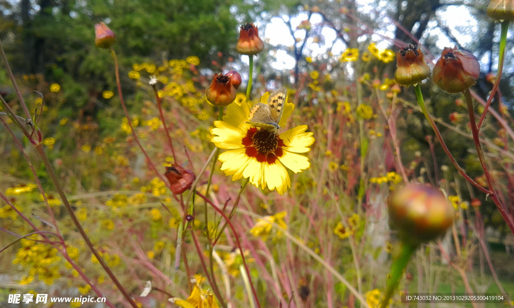 蝴蝶与花