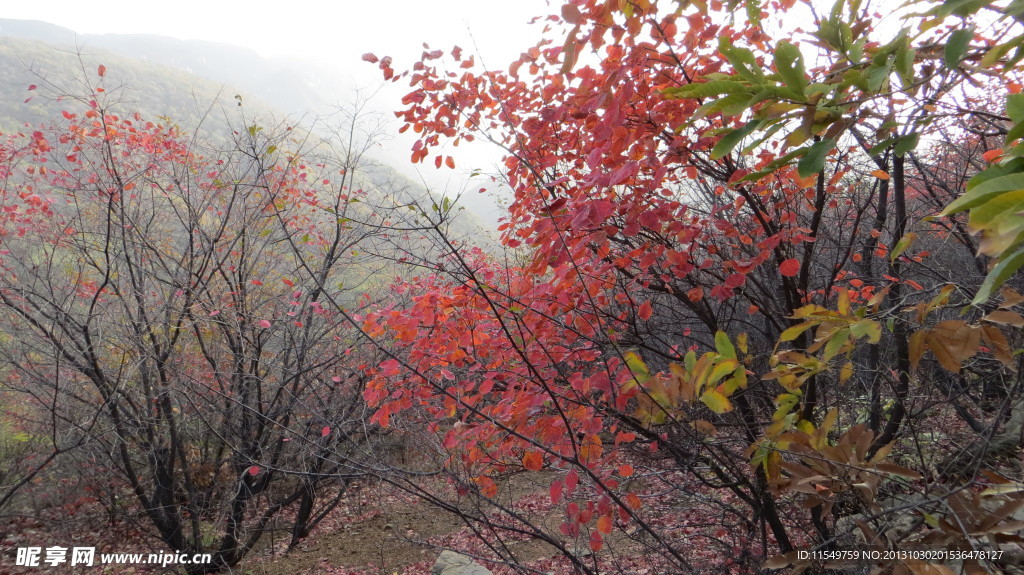 五乳岭秋景