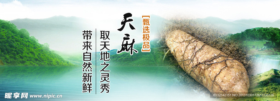 天麻