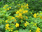 决明子