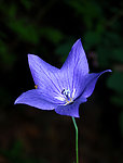 五角兰花