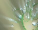 动态花朵转场视频素材