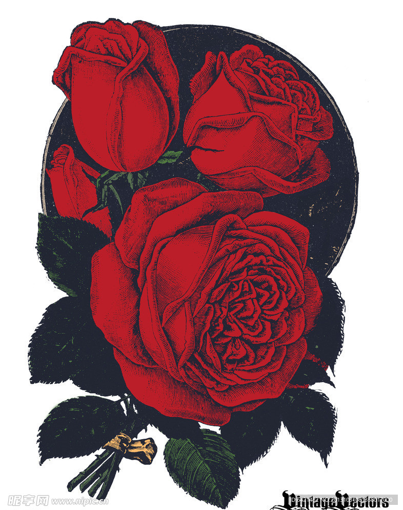 精致玫瑰花插画设计