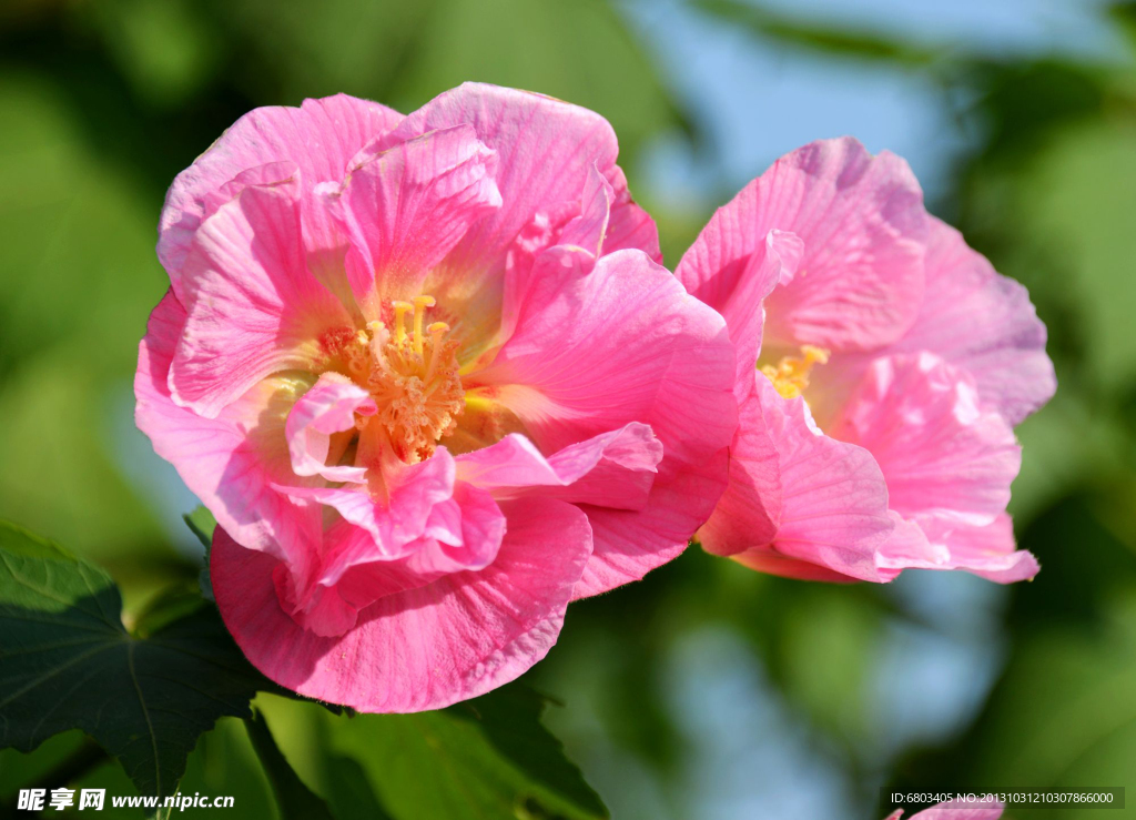 芙蓉