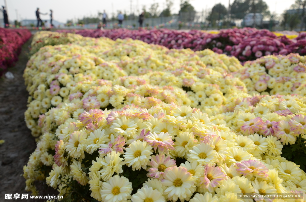 菊花展