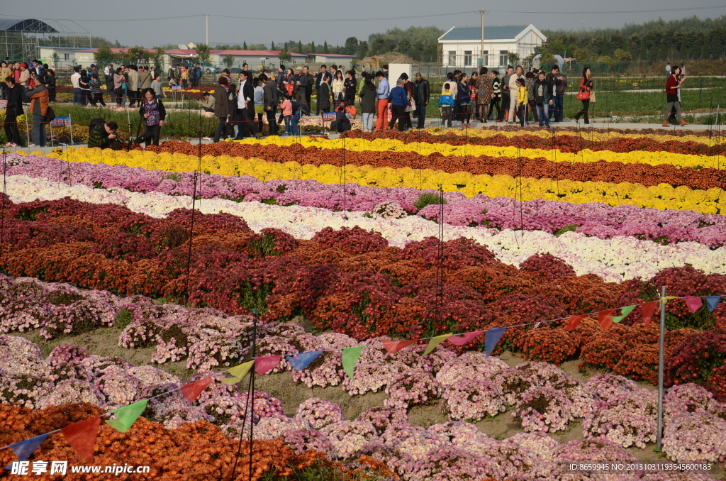 菊花展