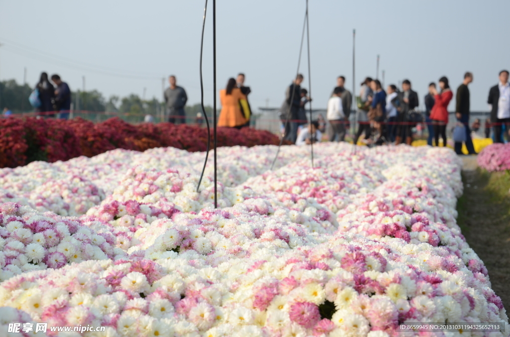 白色菊花 秋菊