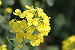 油菜花