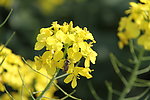 油菜花