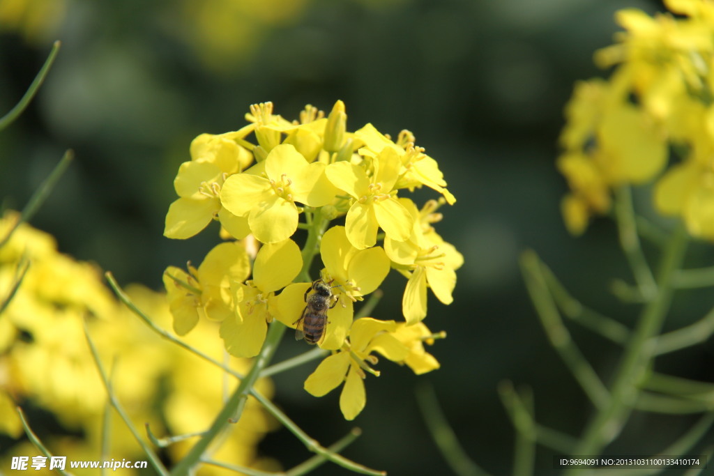 油菜花