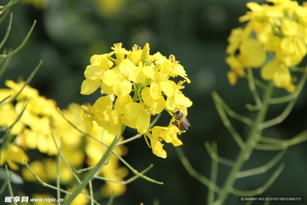 油菜花