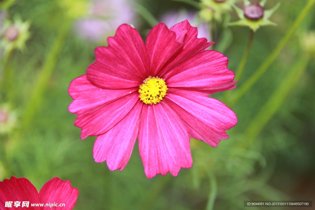 格桑花 波斯菊